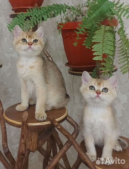Британские котята