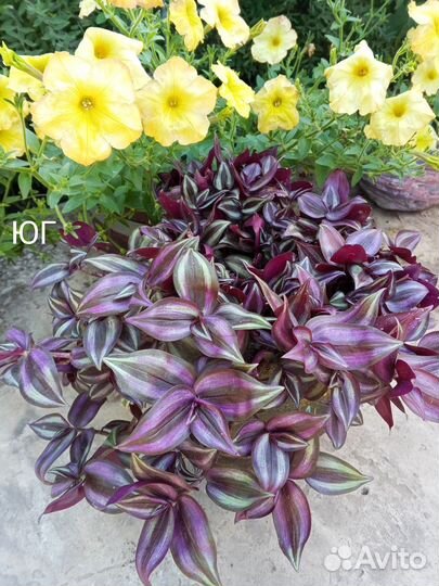 Традесканция зебрина - комнатные цветы