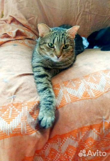 Ральф из коммуналки. 23 котик