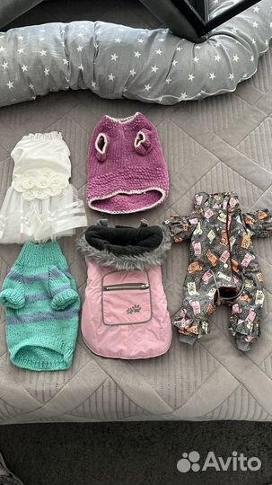 Одежда для собак