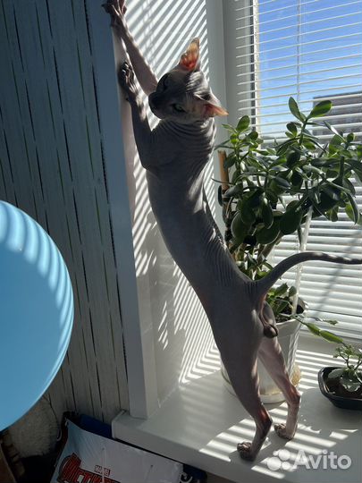 Донской сфинкс вязка