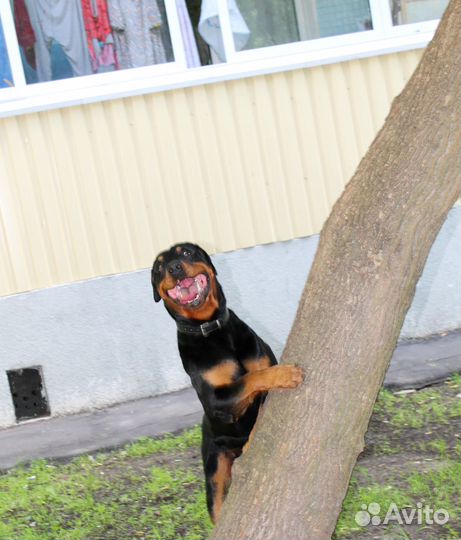 Выгул собак