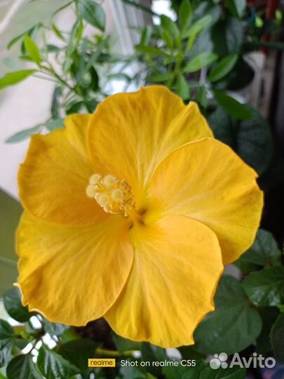 Гибискус жёлтый