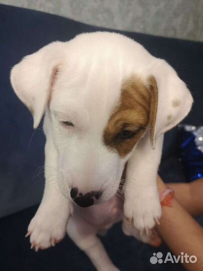 Джек Рассел терьер