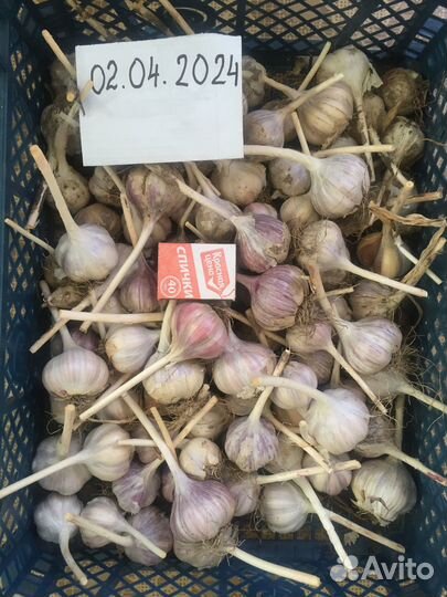 Озимый чеснок