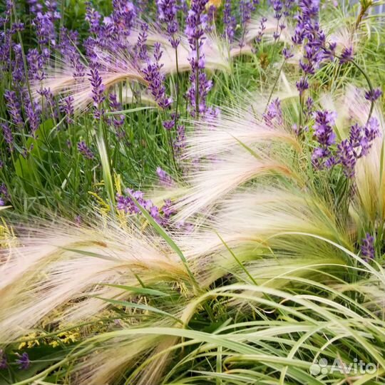 Садовые растения