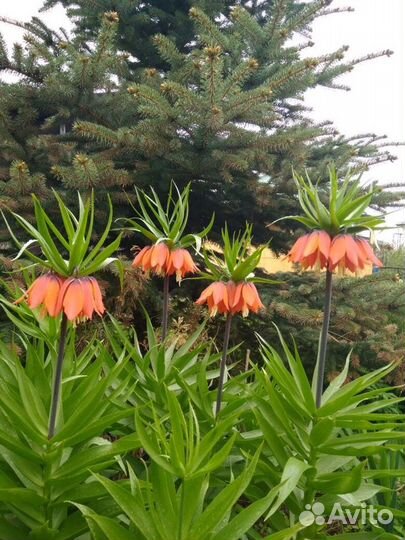 Рябчик императорский