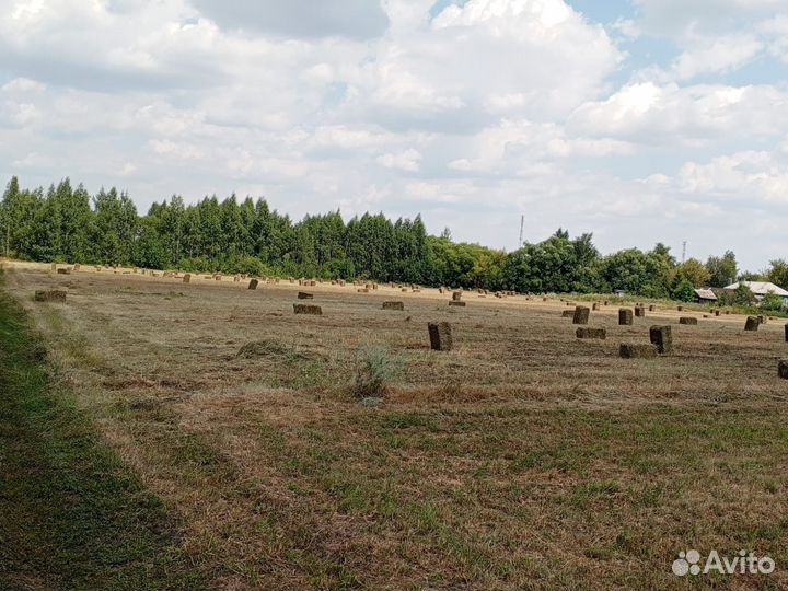 Сено в тюках