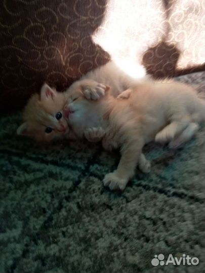 Котята