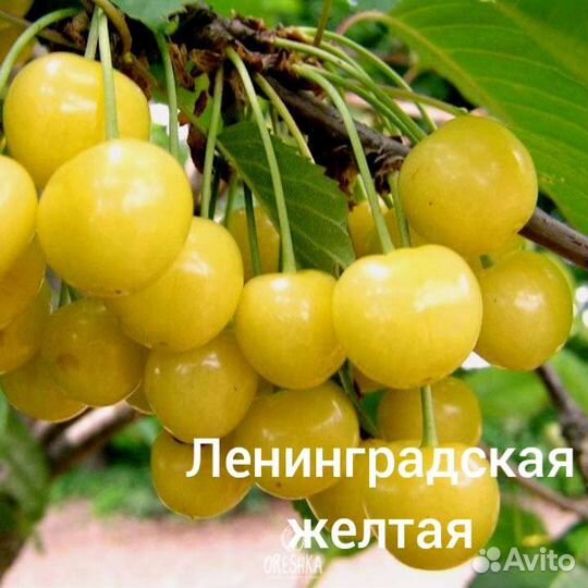 Саженцы Черешни