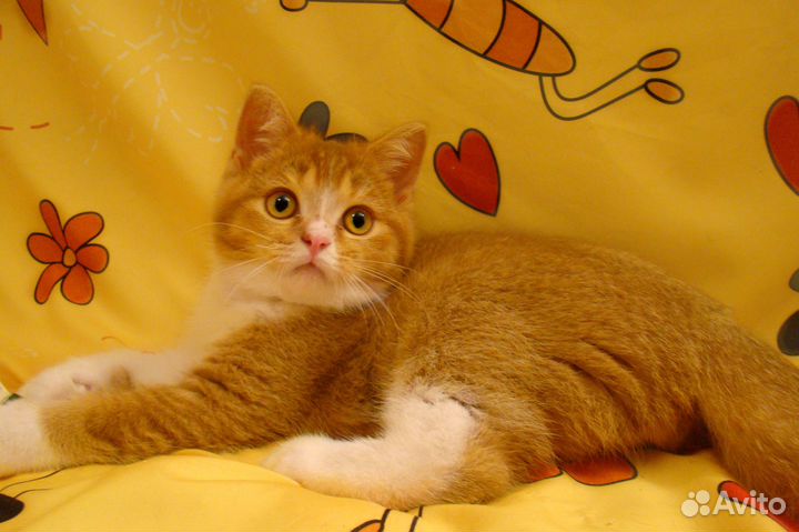 Британские котята разных окрасов