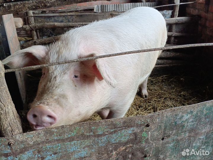 Хряк на племя