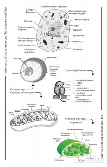 Репетитор по биологии егэ и огэ