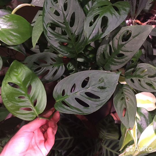 Эпипремнумы, сциндапсусы, филодендроны, монстеры