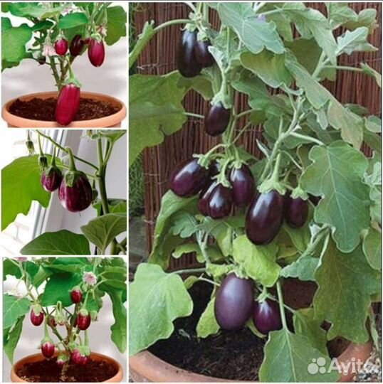 Комнатные огурчики,томаты,перчики,баклажаны семена
