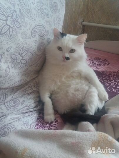 Кот