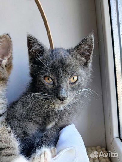 Котенок мальчик