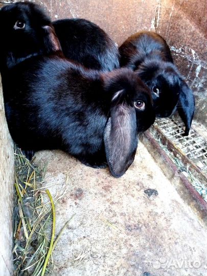 Кролики,в год кролика