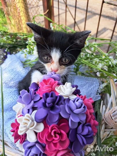 Котёнок в добрые ручки