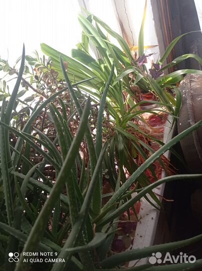 Отдам в дар цветы