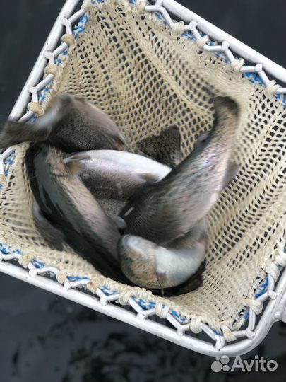 Рыбалка на форель