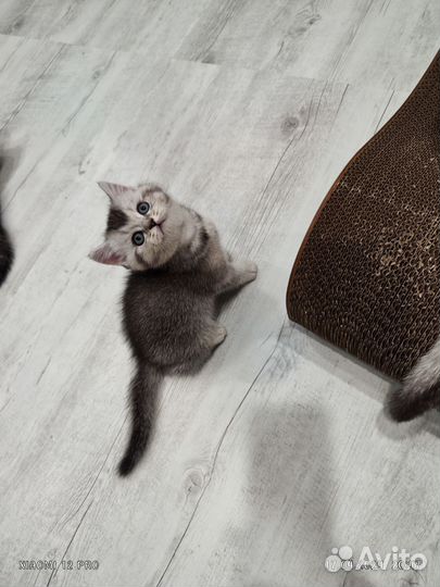 Шотландские котята