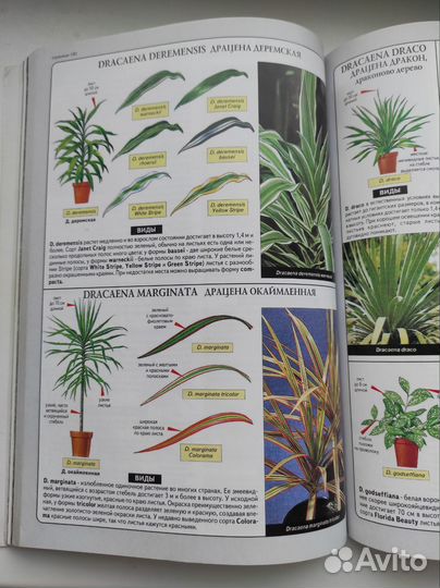 Книга Всё о комнатных растениях дг Хессайон