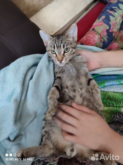 Котенок мальчик
