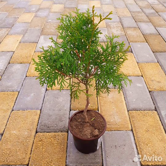 Туя Колумна 35см