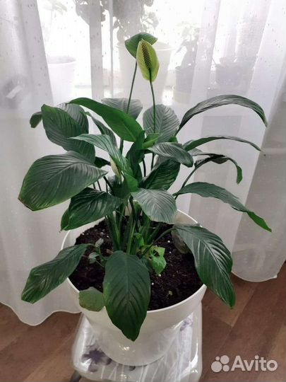 Спатифиллум