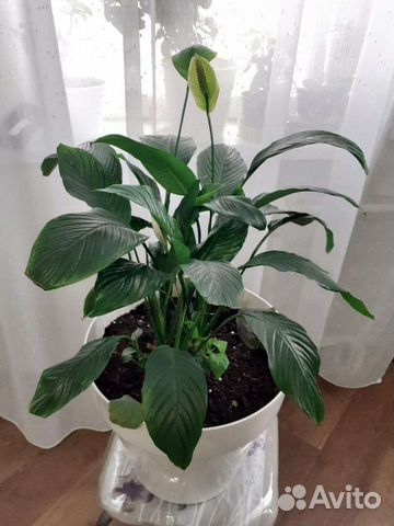 Спатифиллум