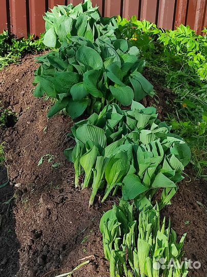 Хоста растение