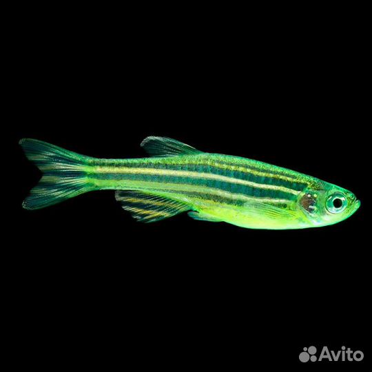 Рыбки Данио рерио