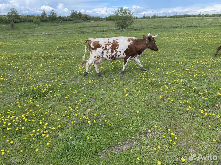 Стадо Дойных коров