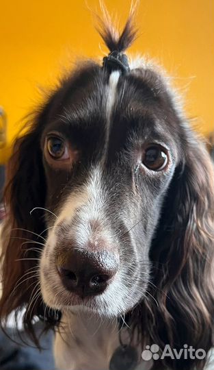 Русский спаниель