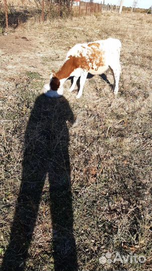 Две телочки