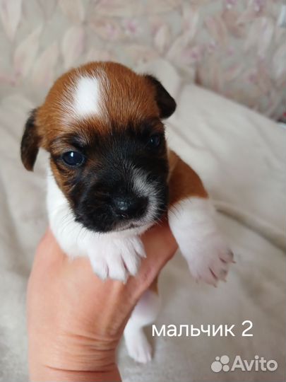 Щенки джек Рассел терьер с документами