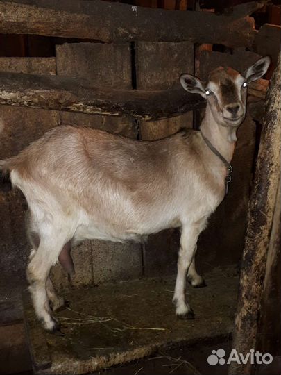 Коза дойная молочная