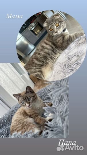 Кошечка в добрые руки
