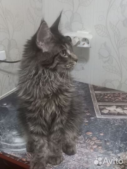 Мейн-кун кот