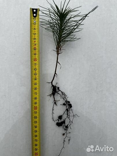 Саженцы крымской сосны