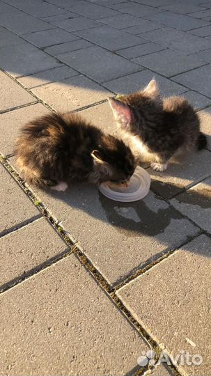 Котята остались без мамы