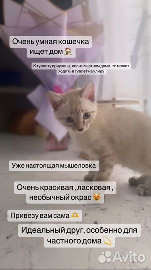 Мышеловка