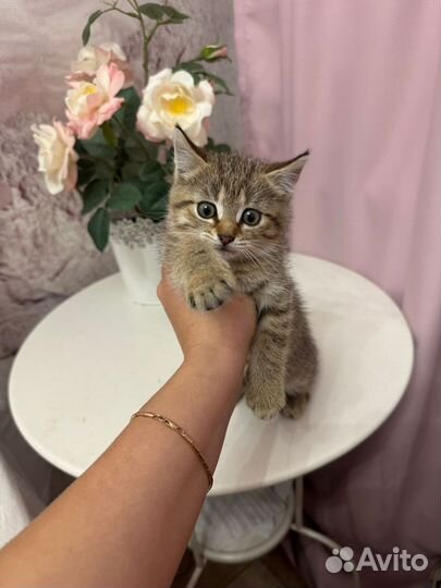 Киса в добрые руки