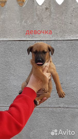 Щенки бесплатно
