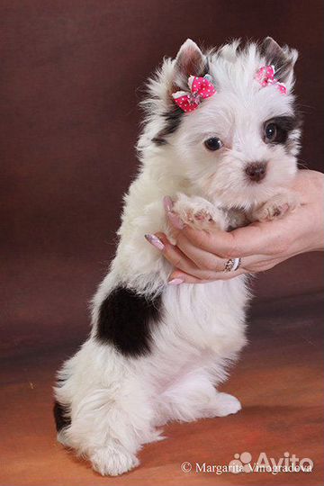 Йоркширский терьеры большой выбор щенков