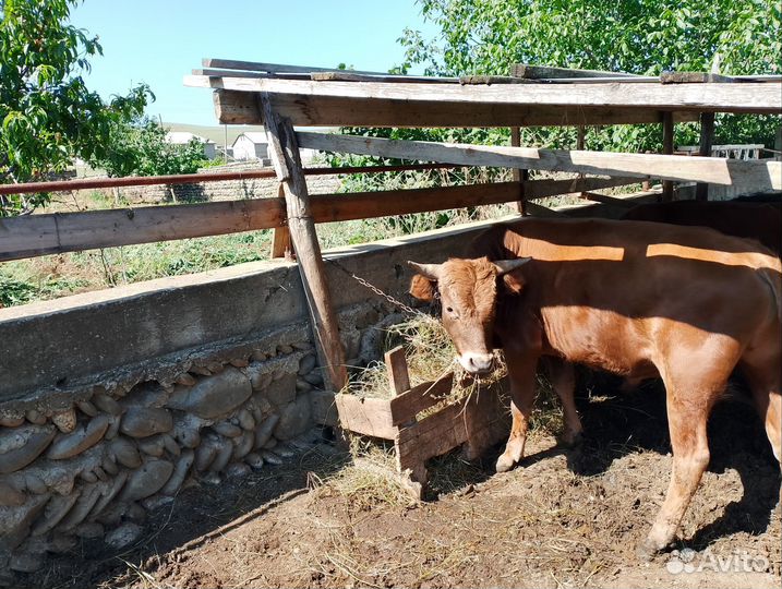 Два бычка одна телка