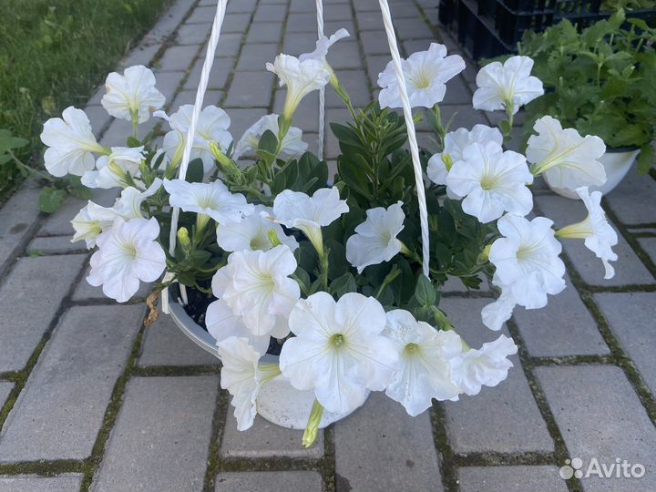 Кашпо с ампельной петунией