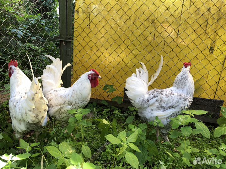 Петухи пушкинские