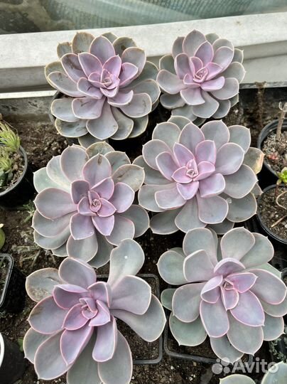 Эхиверия Нюрнберга (жемчужина)